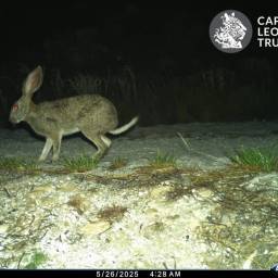 Hare